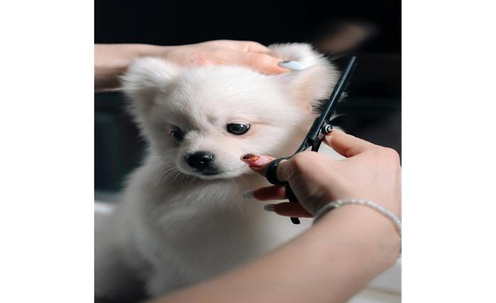 You are currently viewing 5 Lucrative Business Ideas for Animal Lovers