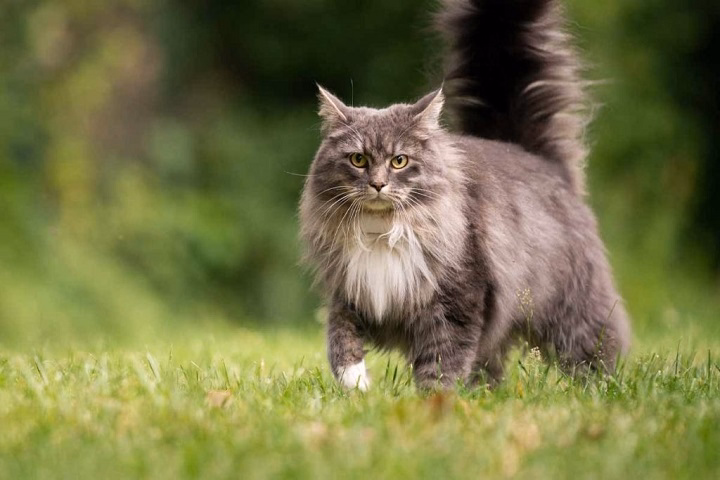 Read more about the article Pictures of Maine Coon Cats: Preserving the Glamour and Cute Looks of the Feline Giants