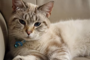 Read more about the article Siamese Tabby Cats: It is a blend of character and appearance of a person.