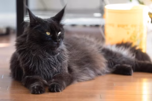 Read more about the article Smoke Maine Coon Cats: Graceful Grace in Felinity