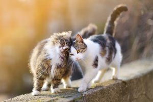 Read more about the article Tomcat vs. Neutered Cat: Main Differences Explained