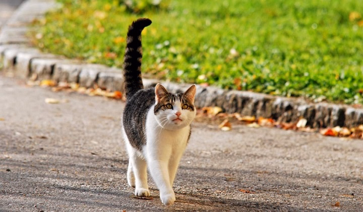 You are currently viewing Why Does My Cat’s Tail Vibrate? Understanding Feline Communication