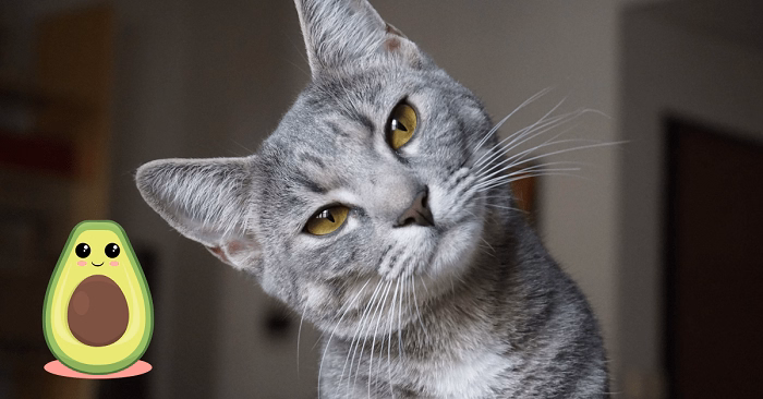 Avocado Nutritional Value