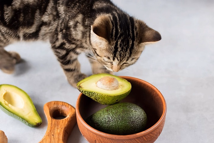 You are currently viewing Can Cats Eat Avocado? Everything You Need To Know
