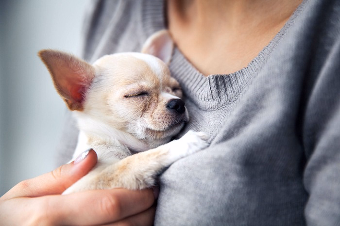 Chihuahua sleeping in the arms of a woman