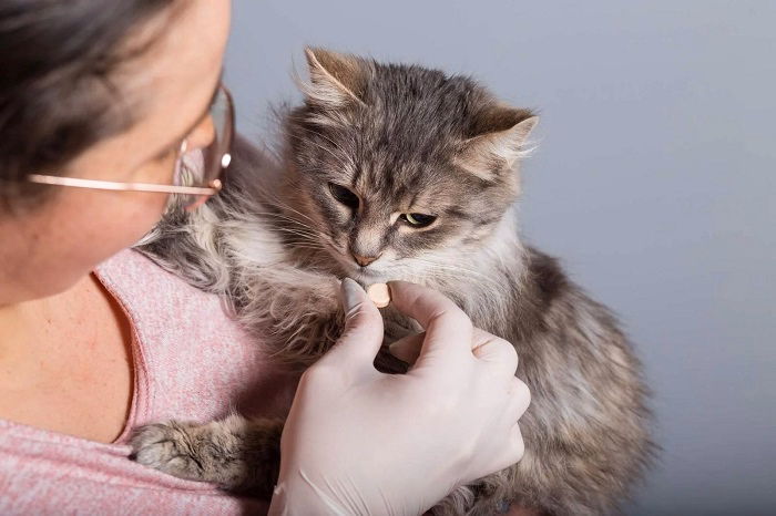 Choosing the Right Dewormer for Cats