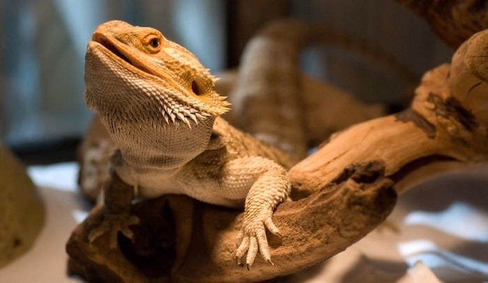 Common Myths About Reptile Pets
