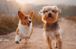 Read more about the article The Best Pets in Sacramento: Your Guide to Craigslist Pets Listings