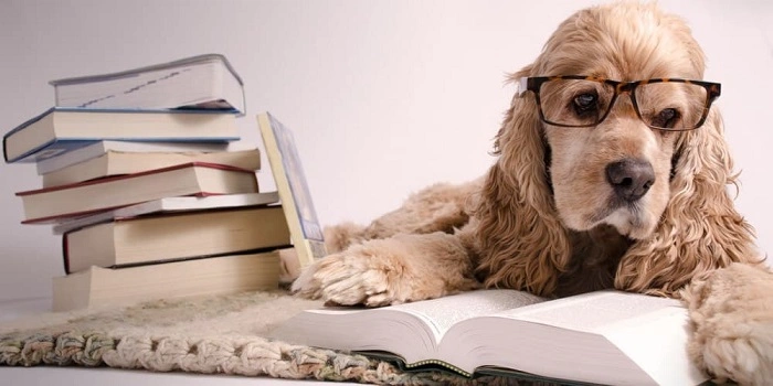 Educational Resources for Pet Owners