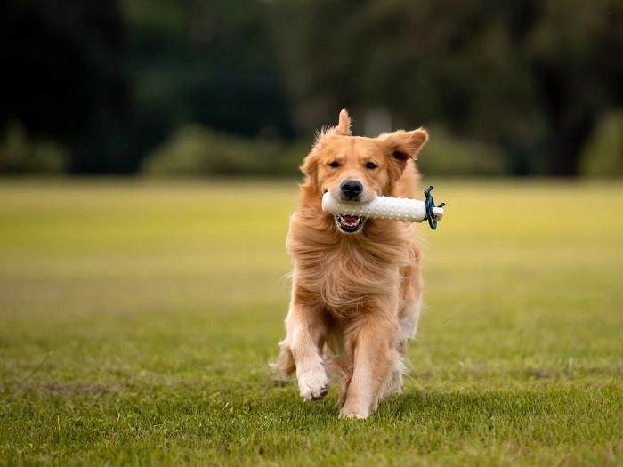 Full Service Pet Supplies