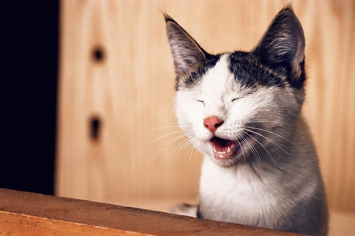 Read more about the article Funny Cats: Hilarious Feline Antics to Brighten Your Day