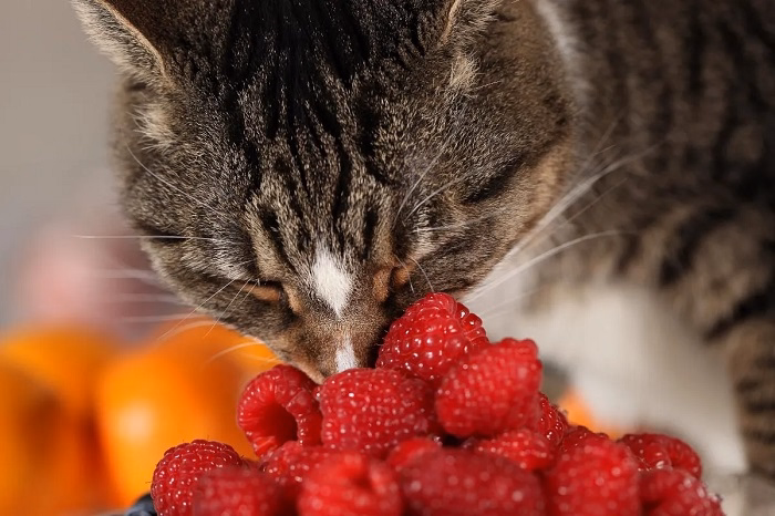 How to Feed Your Cat Raspberries Safely