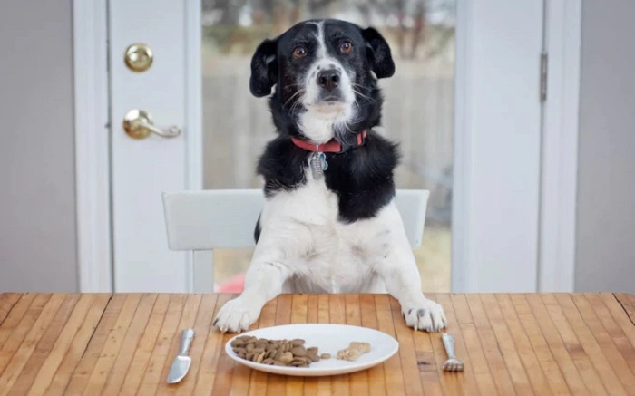 How to Pick the Best Pets Table