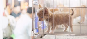 Read more about the article Incredible Pets: Exploring the Special and Wonderful World of Animal Companions