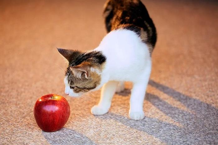 Nutritional Value of Apples