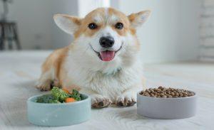 Read more about the article The Different Types of Specialist Dog Food and Their Benefits