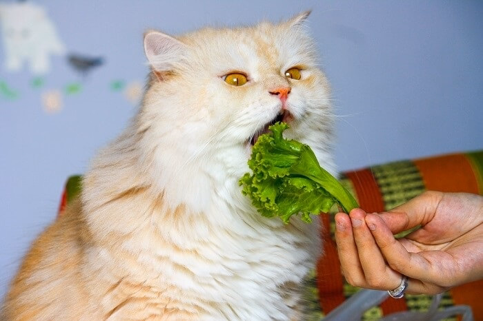 Possible Health Benefits of Broccoli for Cats