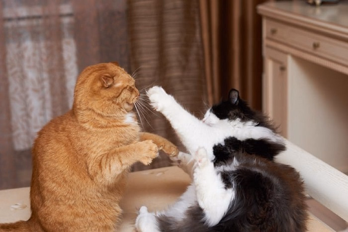 Preventing Cats from Fighting