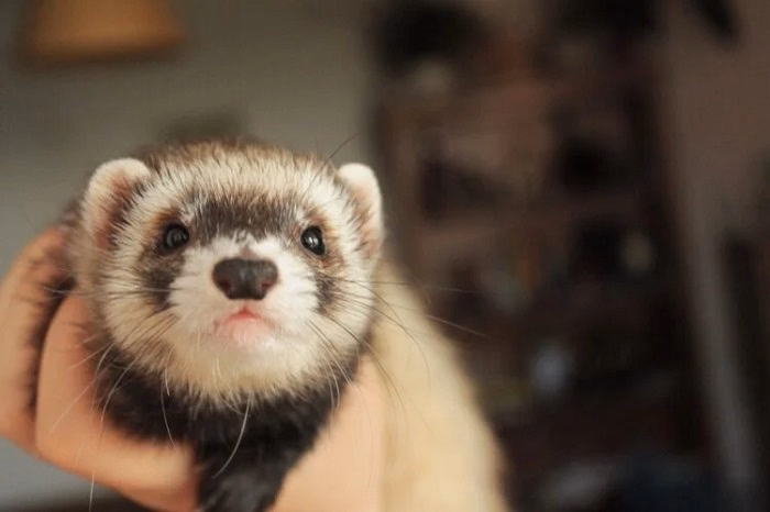 Reptiles Quiet and Hypoallergenic Pets