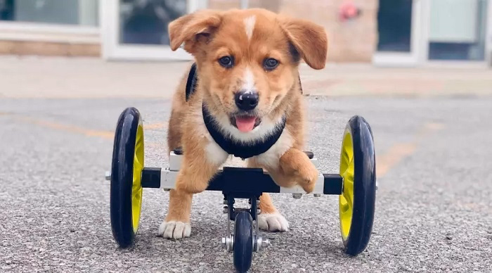 What is Dallas Craigslist Pets