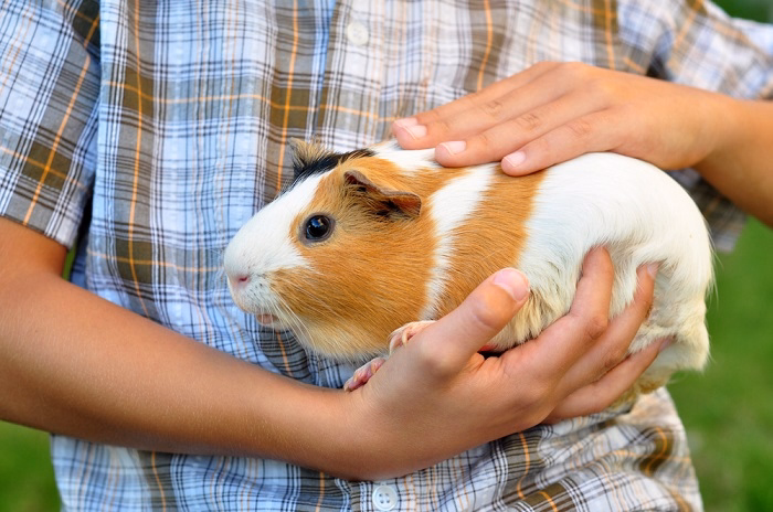 Why Choose a Low Maintenance Pet