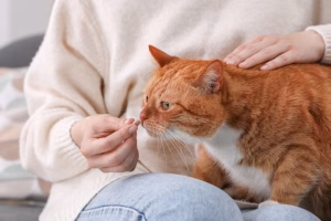 Read more about the article Antibiotics for Cats: What a Pet Owner Needs to Know
