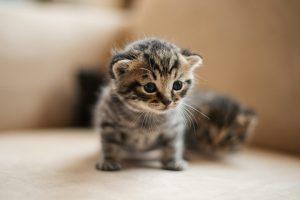 Read more about the article The Ultimate Guide to Baby Cats: All You Need to Know Baby Cats