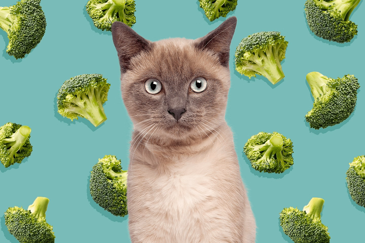 Read more about the article Can Cats Eat Broccoli? A Complete Guide For Pet Owners