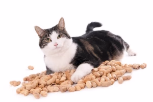 Read more about the article Can Cats Have Peanuts? A Safe And Healthy Treat Or Not?