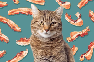 Read more about the article Can Cats Eat Bacon? Risks, Benefits and Safer Alternatives Explained