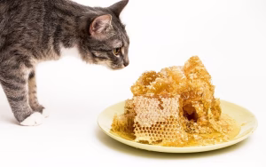 Read more about the article Can Cats Have Honey? What You Need To Know