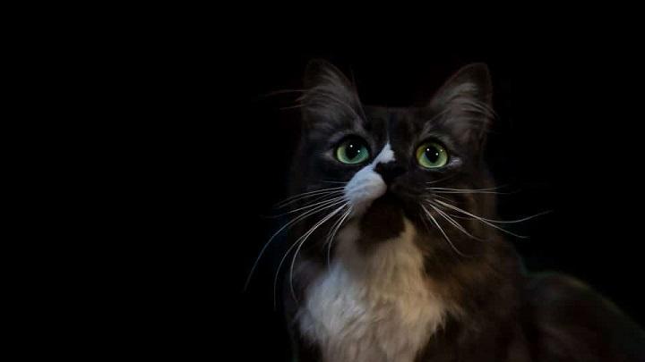 You are currently viewing Can Cats See in the Dark? Understanding Feline Night Vision