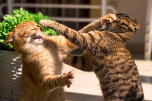 Read more about the article Fighting Cats: Know Why They Do It, Solutions and Preventions