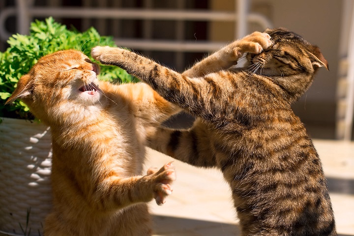 Read more about the article Fighting Cats: Know Why They Do It, Solutions and Preventions