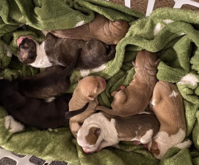 craigslist okc pets 1