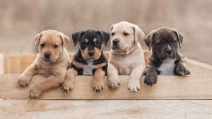 Read more about the article How to Find Pets on Dallas Craigslist: Adopt, Buy, or Sell Animals