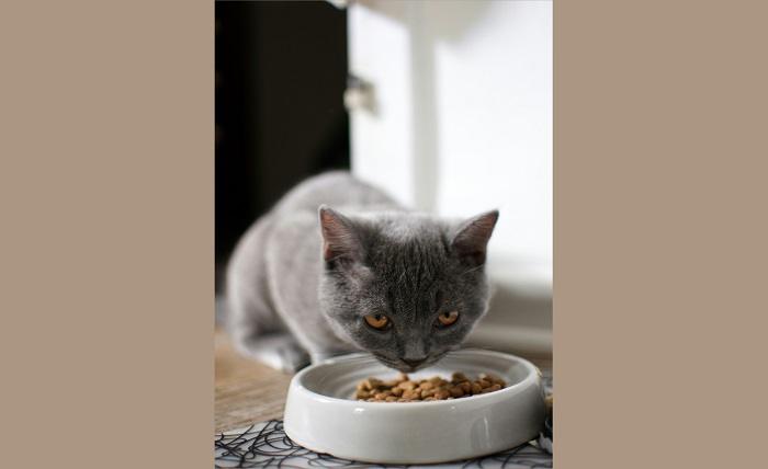 Read more about the article Transform Your Cat’s Health: 3 Diet Changes to Make ASAP