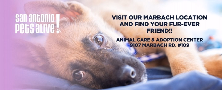 You are currently viewing Introduction to San Antonio Pets Alive: Rescued Animals Savior