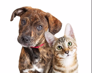 Read more about the article How to Find the Best Deals on St. Louis Craigslist for Pets