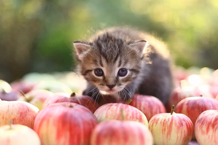 Apples Safe or Not for Cats