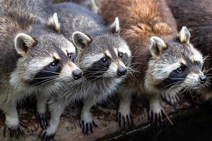 Are Raccoons Good Family Pets
