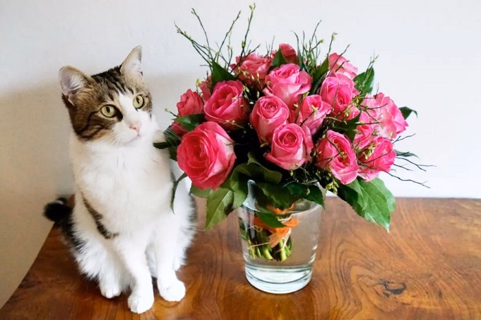 Are Roses Safe for Cats