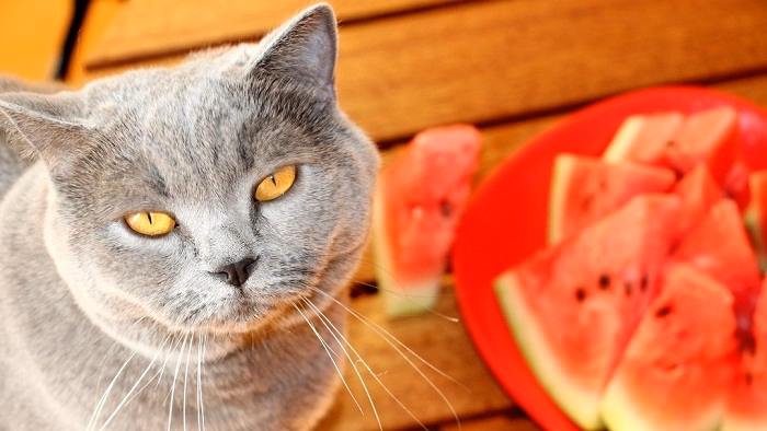 Can Kittens Eat Watermelon