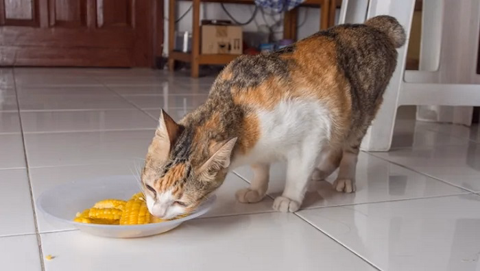 How to Feed Corn Safely
