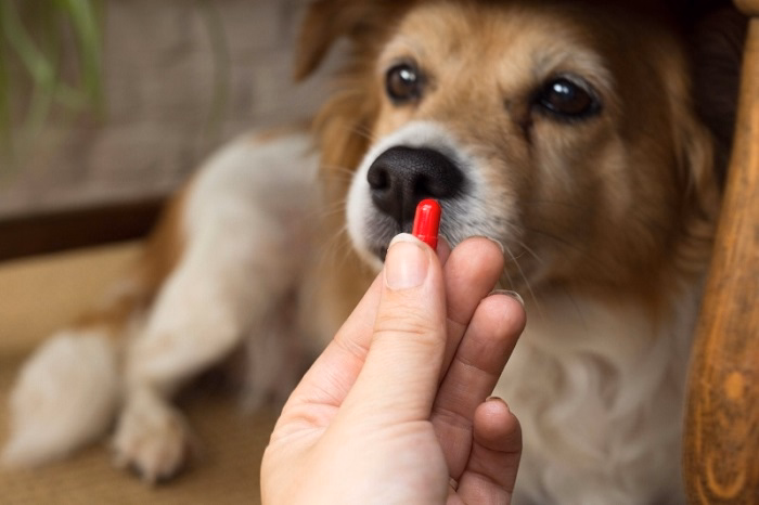 How to Find the Best Deals on Pet Medications