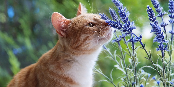 How to Keep Your Cat Safe Around Lavender