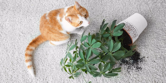 How to Keep Your Cat Safe from Tulips
