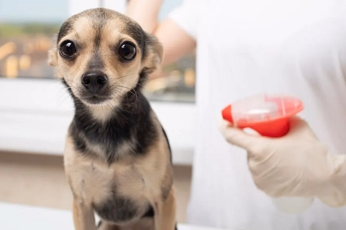 How to Maximize Pet Safe Bug Spray Effectiveness