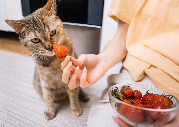 How to Safely Feed Strawberries to Cats