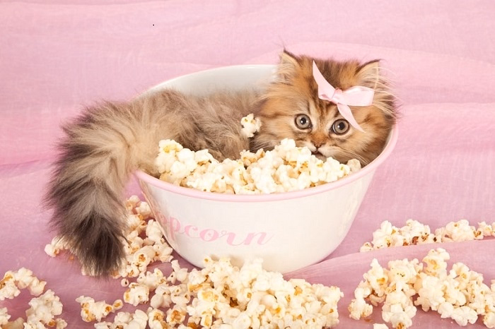 Is Popcorn Safe for Cats